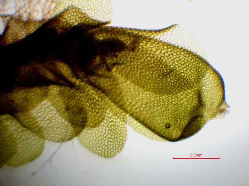 Liochlaena lanceolata